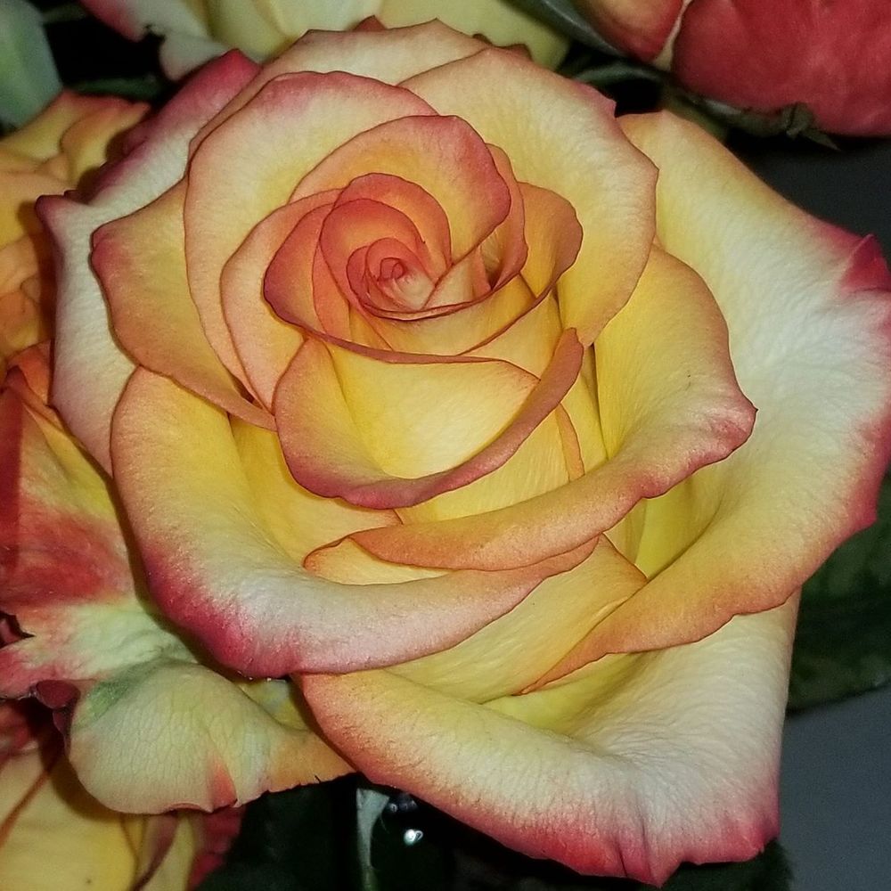 Meet your Posher, Jodi